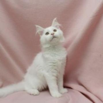 Maine Coon kittens te koop beschikbaar voor biedingen