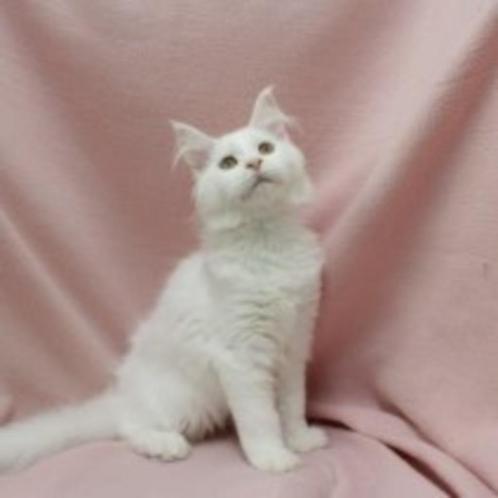 Maine Coon kittens te koop, Dieren en Toebehoren, Katten en Kittens | Raskatten | Langhaar, Meerdere dieren, 0 tot 2 jaar, Gechipt