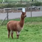 Alpaca dekhengst, Dieren en Toebehoren, Overige Dieren