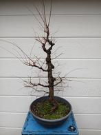 Bonsai, zelkova. Flinke plant!, Tuin en Terras, Planten | Bomen, Bloeit niet, Overige soorten, 100 tot 250 cm, Ophalen