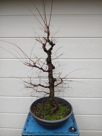 Bonsai, zelkova. Flinke plant!  beschikbaar voor biedingen