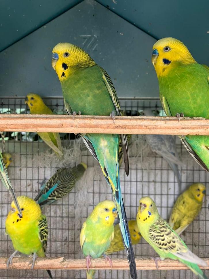 GEEL/GROENE GRASPARKIETJES VANAF 15 EURO/KOPPEL, Dieren en Toebehoren, Vogels | Parkieten en Papegaaien, Parkiet, Meerdere dieren