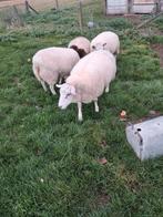 Volwassen gedekte ooien ,lot van 4, Dieren en Toebehoren, Schapen, Geiten en Varkens