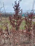 Carpinus of haagbeuk (haagplant), Tuin en Terras, Planten | Struiken en Hagen, Haag, Haagbeuk, Ophalen, 100 tot 250 cm