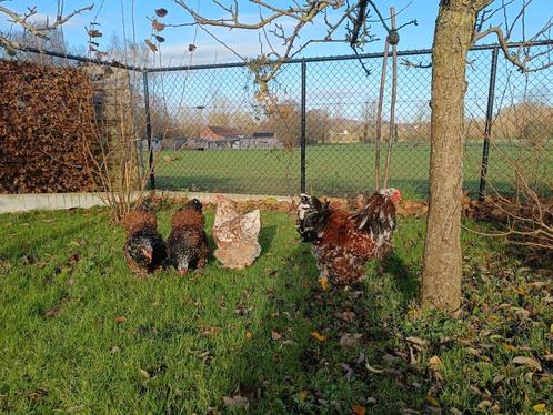 Broedeieren brahma porselein, Dieren en Toebehoren, Pluimvee, Kip, Meerdere dieren