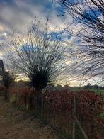 wilgentwijgen, Tuin en Terras, Bielzen en Borduren, Ophalen