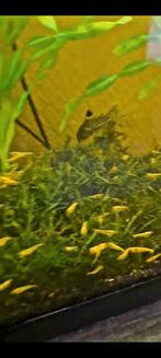 Yellow sakura garnalen, Dieren en Toebehoren