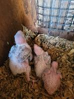Pyrrhura molinea voor handopfok, Dieren en Toebehoren, Vogels | Parkieten en Papegaaien, Geslacht onbekend, Parkiet, Pratend