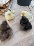 Kuikens zijdehoen, Dieren en Toebehoren, Geslacht onbekend, Kip