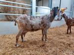 Nubische stamboekgeit, Dieren en Toebehoren, Vrouwelijk, Geit, 6 jaar of ouder