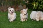Golden Retriever pups te koop - Ouders aanwezig, CDV (hondenziekte), Meerdere, Golden retriever, 8 tot 15 weken