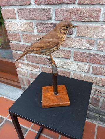 Taxidermie lijster beschikbaar voor biedingen