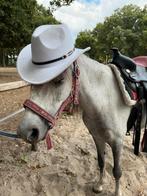 Mega lieve en betrouwbare kinderpony!, Dieren en Toebehoren, Pony's, Merrie, Gechipt, Niet van toepassing, A pony (tot 1.17m)