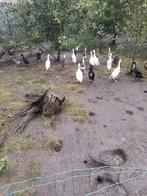 Loopeenden, Dieren en Toebehoren, Meerdere dieren, Eend