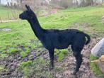 Alpaca hengst zwart dekhengst, Mâle