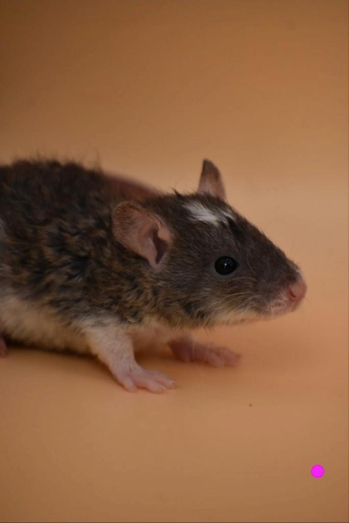 Momenteel rittens beschikbaar, Dieren en Toebehoren, Knaagdieren, Meerdere dieren, Rat, Oktober, Tam