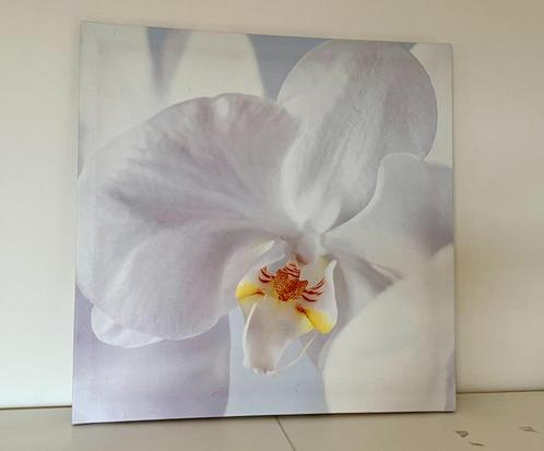 Kavel van 3 ORCHIDEE-schilderijen - perfecte staat, Antiek en Kunst, Kunst | Schilderijen | Klassiek, Ophalen