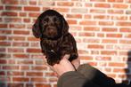 Prachtige Cockapoo pups, Parvo, België, Overige rassen, 8 tot 15 weken