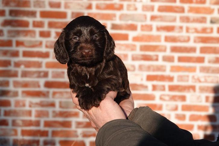 Prachtige Cockapoo pups, Dieren en Toebehoren, Honden | Retrievers, Spaniëls en Waterhonden, Meerdere dieren, Overige rassen, Fokker | Professioneel