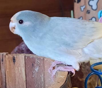 Couple de kakariki eam disponible aux enchères