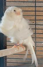 Parijse frise pop, Dieren en Toebehoren, Vogels | Kanaries