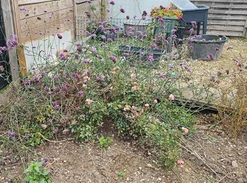 Bloemen en rozenstruiken beschikbaar voor biedingen