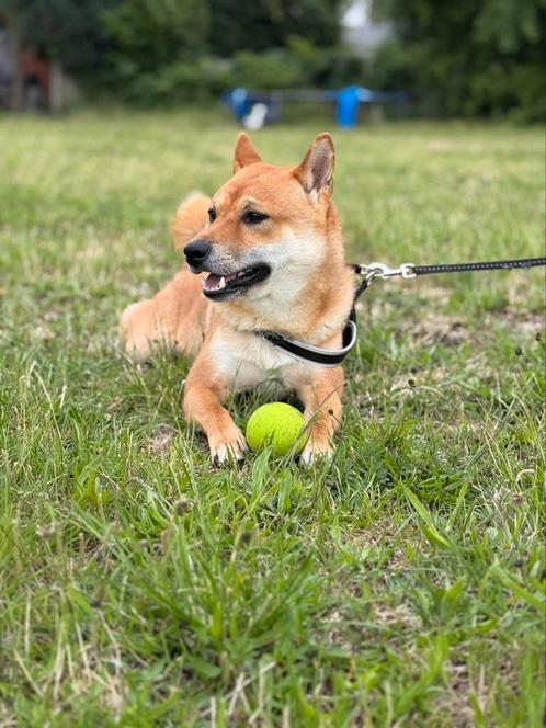 Shiba inu zoekt nieuw baasje, Vacatures, Goede doelen en Vrijwilligerswerk