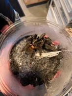 Vogelspin Venezuelan suntiger 0.1, Araignée ou Scorpion