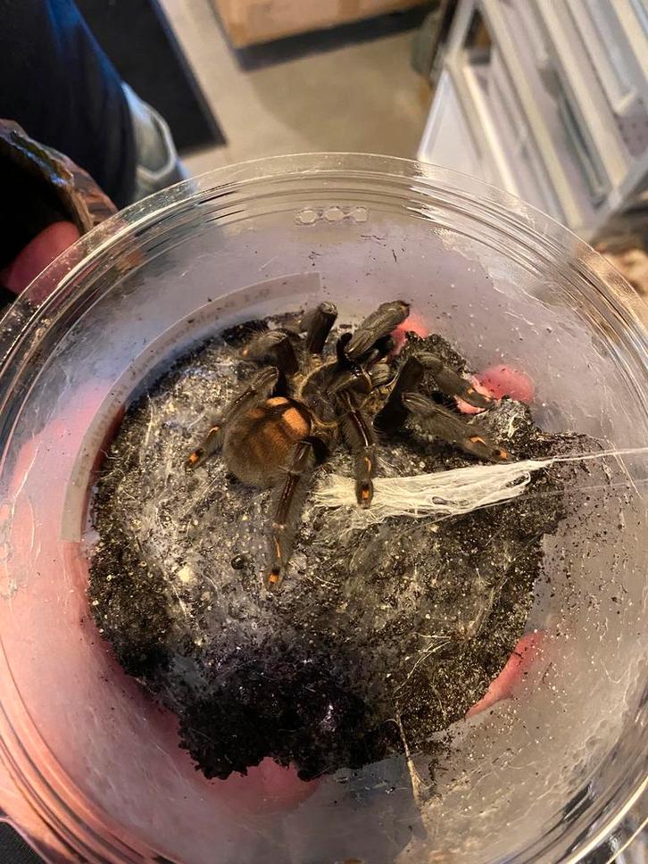 Vogelspin Venezuelan suntiger 0.1, Dieren en Toebehoren, Insecten en Spinnen, Spin of Schorpioen