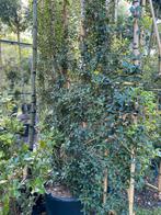 Osmanthus burkwoodii. Leiscreens met bamboescherm, Tuin en Terras, Ophalen