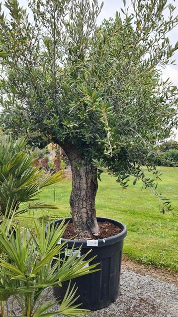 Olijfboom Olea Europaea  beschikbaar voor biedingen