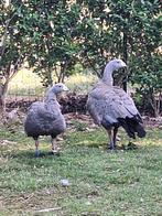 Cereopsis hoendergans