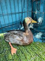 Wilde eend woerd, Dieren en Toebehoren, Pluimvee