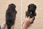 Beaux chiots pomapoo en jouet caniche x chat nain, Caniche, Plusieurs, Hépatite contagieuse (maladie de Rubarth), Belgique