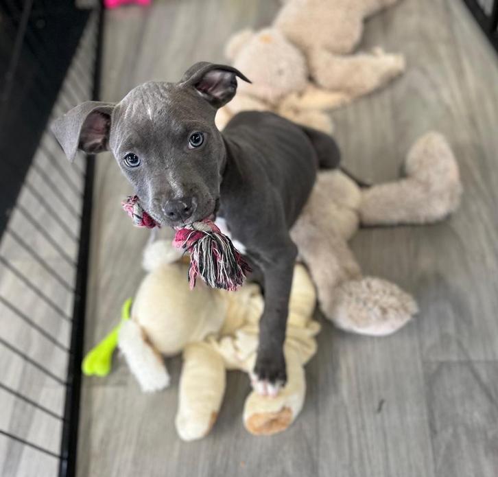 Prachtige Amerikaanse Stafford pups, Dieren en Toebehoren, Honden | Jack Russells en Terriërs, Meerdere dieren, American Staffordshire Terriër