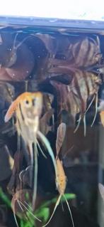 Veel jonge Pterophyllum scalare