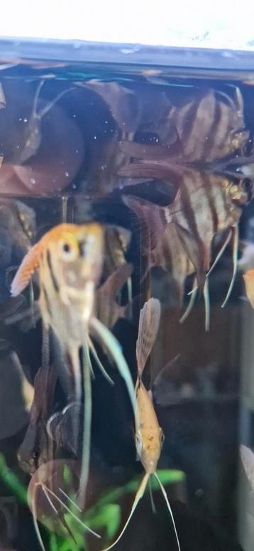 Veel jonge Pterophyllum scalare beschikbaar voor biedingen