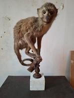 Taxidermie ancienne de taxidermie de singe en peluche, Enlèvement ou Envoi, Comme neuf, Animal sauvage, Animal empaillé