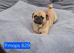 Mopshond reutjes, 15 weken tot 1 jaar, Buitenland, CDV (hondenziekte), Meerdere