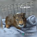 Mooi beertje - Leon - adoptie, Dieren en Toebehoren, Mannelijk, Cavia, Tam