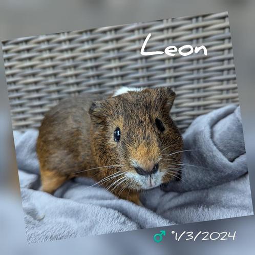 Mooi beertje - Leon - adoptie, Dieren en Toebehoren, Knaagdieren, Mannelijk, Cavia, Tam