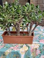 Mooie vetplant 3x op stam 50cm hoog, Tuin en Terras, Planten | Tuinplanten, Ophalen