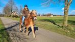 Haflinger ruin, Dieren en Toebehoren, Pony's, Ruin, Met stamboom