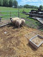 schapen, Dieren en Toebehoren, Vrouwelijk, Schaap, 0 tot 2 jaar