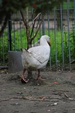 Witte ganzen te koop, Gans of Zwaan