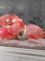 Vissen Pagaai cichliden parrot, Dieren en Toebehoren, Ophalen, Gebruikt, Gevuld zoetwateraquarium