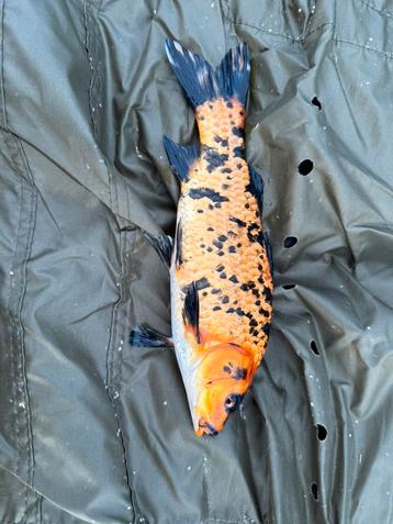 Koi 25 -30 cm beschikbaar voor biedingen