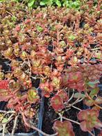 Sedum Fuldaglut, Ophalen
