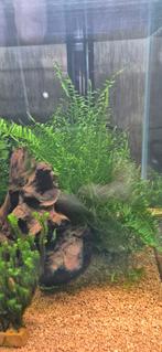 aquariumplant, Dieren en Toebehoren, Vissen | Aquaria en Toebehoren, Ophalen of Verzenden, Nieuw, Plant(en), Steen of Hout