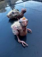 2 jonge valkparkiet om tam te maken €60 stuk, Dieren en Toebehoren, Meerdere dieren, Tam